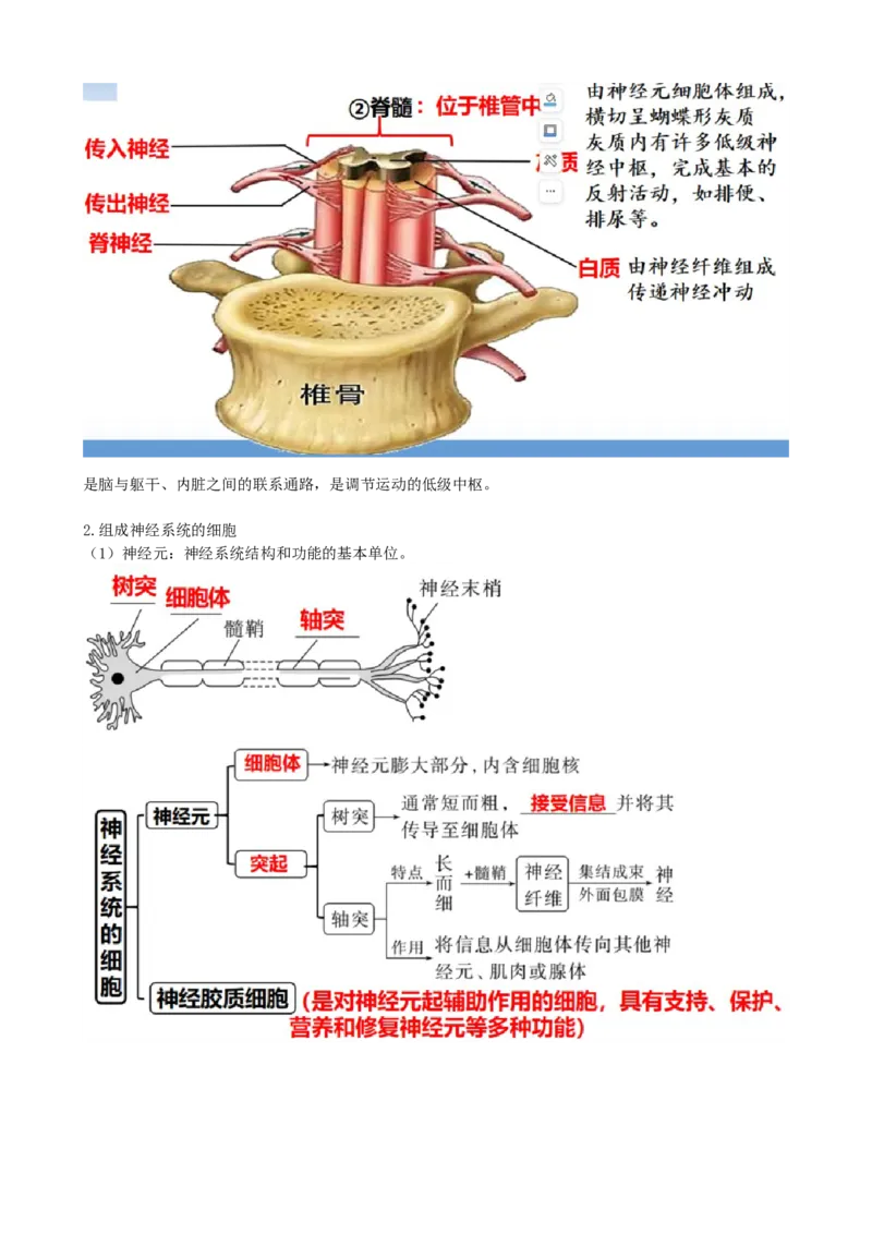 第26.1讲神经调节的结构基础、基本方式、分级调节、高级功能（讲义）（学生版）_新高考复习资料_2024年新高考复习资料_一轮复习资料_讲义+练习