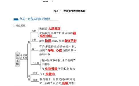 第26.1讲神经调节的结构基础、基本方式、分级调节、高级功能（讲义）（学生版）_新高考复习资料_2024年新高考复习资料_一轮复习资料_讲义+练习
