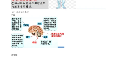 第26.1讲神经调节的结构基础、基本方式、分级调节、高级功能（讲义）（学生版）_新高考复习资料_2024年新高考复习资料_一轮复习资料_讲义+练习