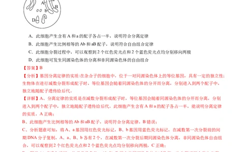 第17.2讲基因的自由组合定律相关题型（练习）（解析版）_新高考复习资料_2024年新高考复习资料_一轮复习资料_完2024年高考生物一轮复习讲练测(课件+讲义+练习)（新高考）_讲义+练习