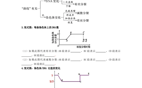 第3讲减数分裂和受精作用-精准备考备战2023年高考生物一轮复习精品讲义（生物学必修2）（原卷版）_通用版（老高考）复习资料_2023年复习资料_一轮复习