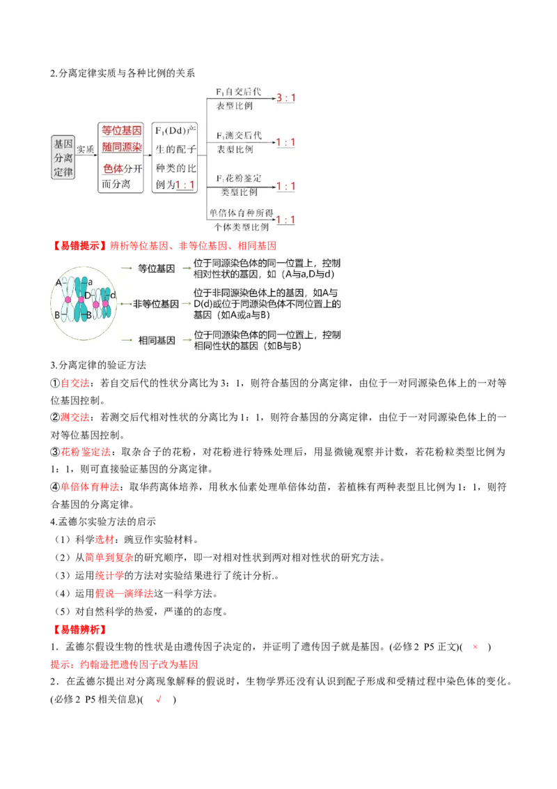 第15讲分离定律（讲义）（解析版）_2025年新高考资料_一轮复习_2025年高考生物一轮复习讲练测（新教材新高考）