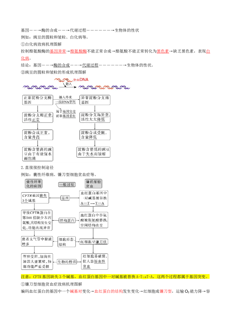 第21讲基因的表达、基因与性状的关系（讲义）（解析版）_2025年新高考资料_一轮复习_2025年高考生物一轮复习讲练测（新教材新高考）