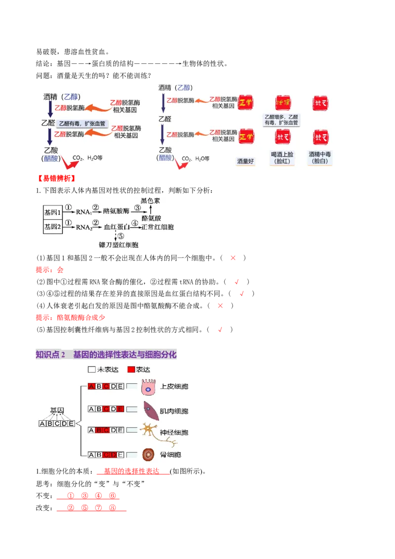 第21讲基因的表达、基因与性状的关系（讲义）（解析版）_2025年新高考资料_一轮复习_2025年高考生物一轮复习讲练测（新教材新高考）