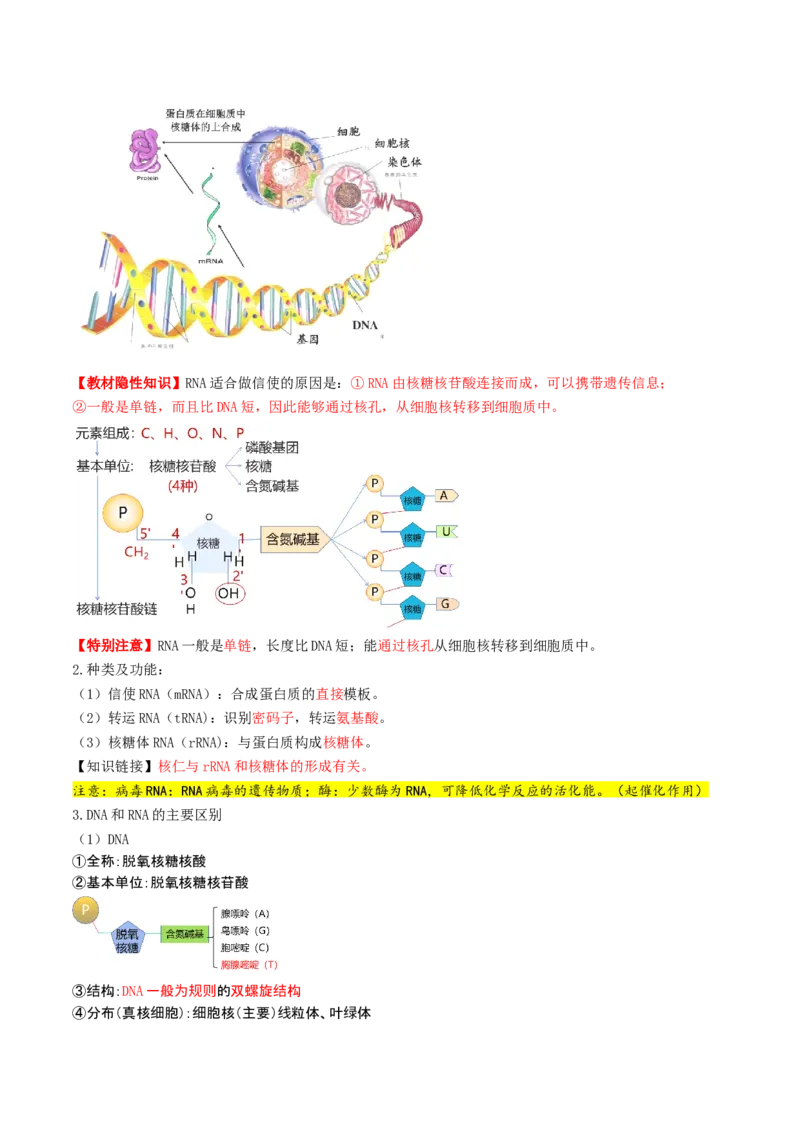 第21讲基因的表达、基因与性状的关系（讲义）（解析版）_2025年新高考资料_一轮复习_2025年高考生物一轮复习讲练测（新教材新高考）