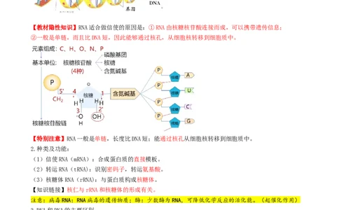 第21讲基因的表达、基因与性状的关系（讲义）（解析版）_2025年新高考资料_一轮复习_2025年高考生物一轮复习讲练测（新教材新高考）