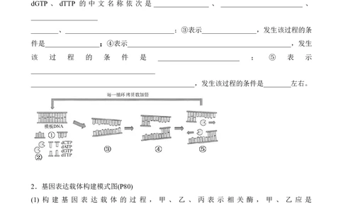 第3章基因工程、第4章生物技术的安全性与伦理问题（填空版）_2025年新高考资料_专项复习_晨读晚默备战2025年高考生物必背知识清单