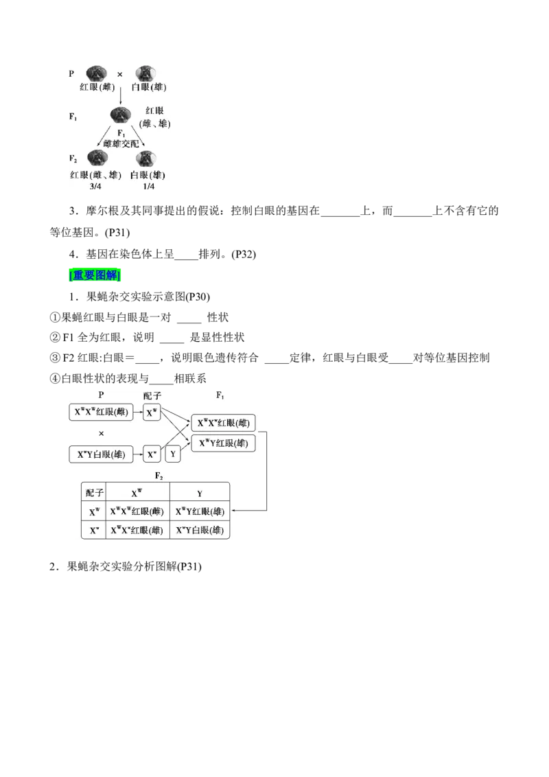 第2章基因和染色体的关系（填空版）_2025年新高考资料_专项复习_晨读晚默备战2025年高考生物必背知识清单_第2章基因和染色体的关系-晨读晚默备战2025年高考生物必背知识清单