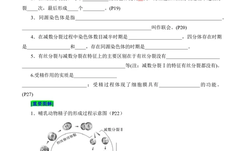 第2章基因和染色体的关系（填空版）_2025年新高考资料_专项复习_晨读晚默备战2025年高考生物必背知识清单_第2章基因和染色体的关系-晨读晚默备战2025年高考生物必背知识清单