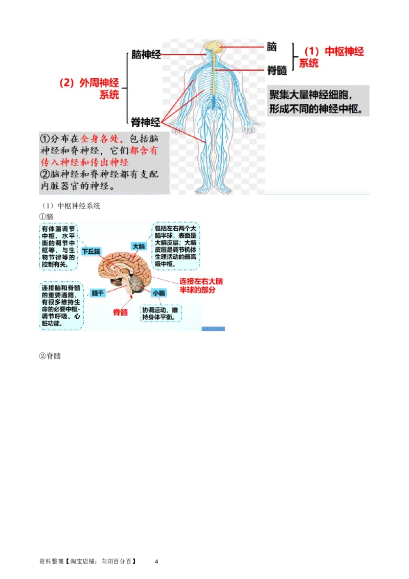 第26.1讲神经调节的结构基础、基本方式、分级调节、高级功能（讲义）（教师版）_新高考复习资料_2024年新高考复习资料_一轮复习资料_讲义+练习