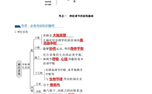 第26.1讲神经调节的结构基础、基本方式、分级调节、高级功能（讲义）（教师版）_新高考复习资料_2024年新高考复习资料_一轮复习资料_讲义+练习