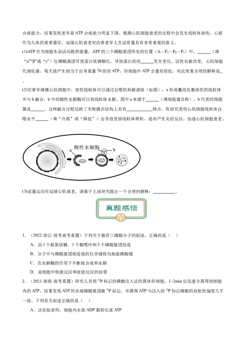 第2讲细胞的能量通货-ATP（原卷版）_通用版（老高考）复习资料_2024年复习资料_完备战2024年高考生物一轮复习考点帮（全国通用）_专题四细胞的能量供应和利用