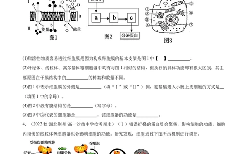 第2讲细胞器之间的分工与合作（原卷版）_通用版（老高考）复习资料_2024年复习资料_完备战2024年高考生物一轮复习考点帮（全国通用）_专题三细胞的基本结构和物质的运输