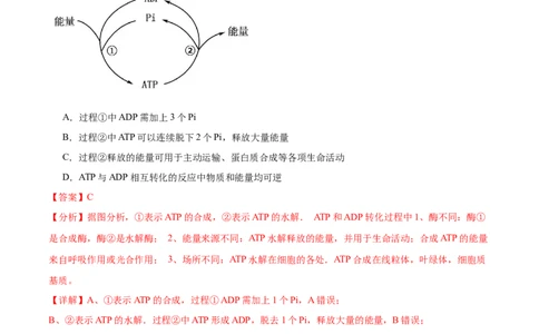 第2讲细胞的能量通货-ATP（解析版）_通用版（老高考）复习资料_2024年复习资料_完备战2024年高考生物一轮复习考点帮（全国通用）_专题四细胞的能量供应和利用
