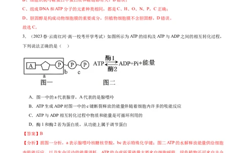 第2讲细胞的能量通货-ATP（解析版）_通用版（老高考）复习资料_2024年复习资料_完备战2024年高考生物一轮复习考点帮（全国通用）_专题四细胞的能量供应和利用