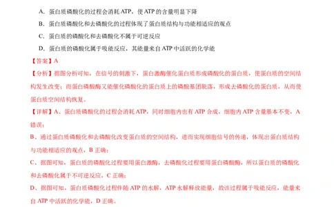 第2讲细胞的能量通货-ATP（解析版）_通用版（老高考）复习资料_2024年复习资料_完备战2024年高考生物一轮复习考点帮（全国通用）_专题四细胞的能量供应和利用