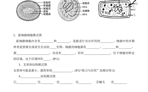 第1章走近细胞（填空版）_2025年新高考资料_专项复习_晨读晚默备战2025年高考生物必背知识清单_第1章走近细胞-晨读晚默备战2025年高考生物必背知识清单