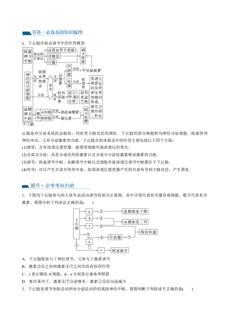 第31讲动物生命活动调节的综合分析（讲义）（学生版）_新高考复习资料_2024年新高考复习资料_一轮复习资料_完2024年高考生物一轮复习讲练测(课件+讲义+练习)（新高考）_讲义+练习