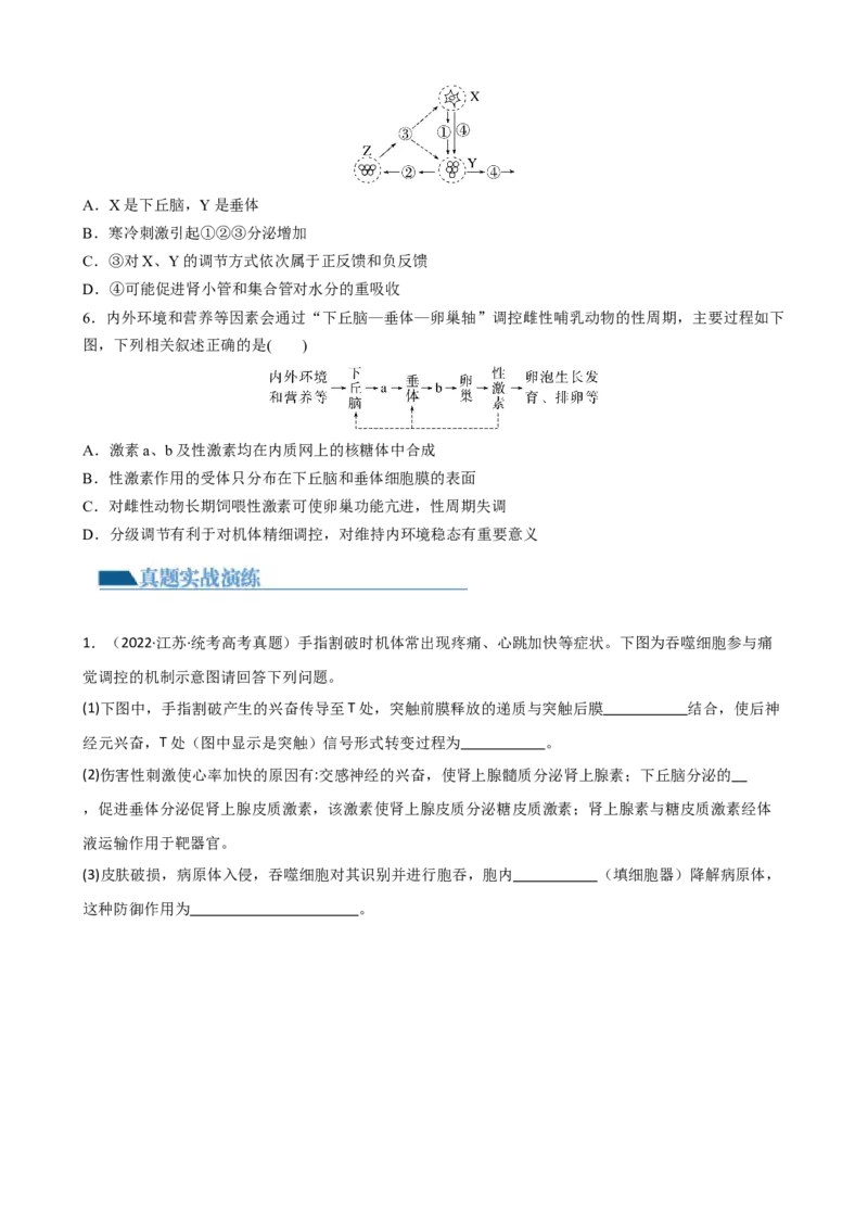 第31讲动物生命活动调节的综合分析（讲义）（学生版）_新高考复习资料_2024年新高考复习资料_一轮复习资料_完2024年高考生物一轮复习讲练测(课件+讲义+练习)（新高考）_讲义+练习