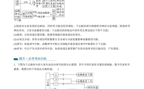 第31讲动物生命活动调节的综合分析（讲义）（学生版）_新高考复习资料_2024年新高考复习资料_一轮复习资料_完2024年高考生物一轮复习讲练测(课件+讲义+练习)（新高考）_讲义+练习