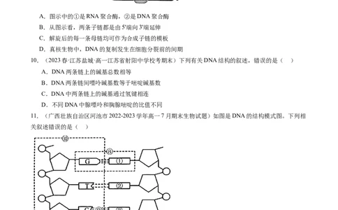 第21讲DNA分子的结构、复制与基因的本质（练习）（原卷版）_新高考复习资料_2024年新高考复习资料_一轮复习资料_完2024年高考生物一轮复习讲练测(课件+讲义+练习)（新高考）