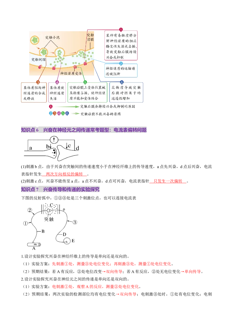 第25讲神经调节（第二课时，神经冲动的产生和传导、神经系统的分级调节和人脑的高级功能）（讲义）（解析版）_2025年新高考资料_一轮复习