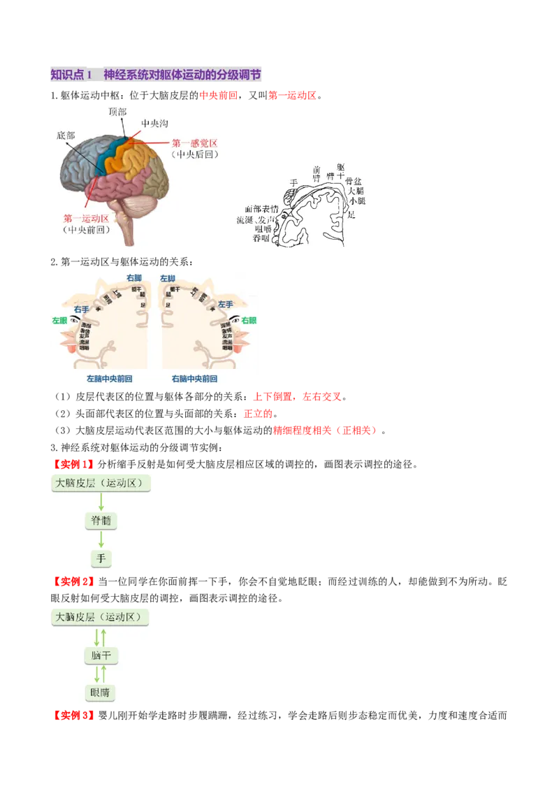 第25讲神经调节（第二课时，神经冲动的产生和传导、神经系统的分级调节和人脑的高级功能）（讲义）（解析版）_2025年新高考资料_一轮复习