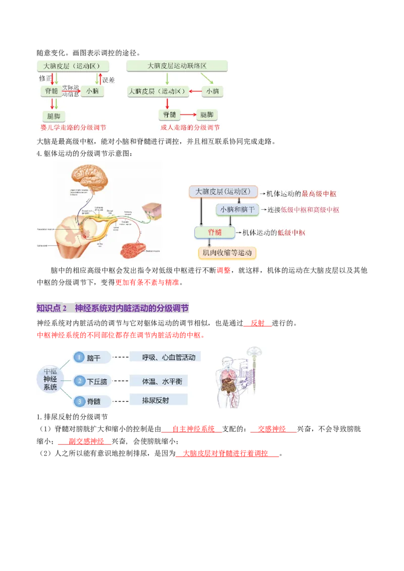 第25讲神经调节（第二课时，神经冲动的产生和传导、神经系统的分级调节和人脑的高级功能）（讲义）（解析版）_2025年新高考资料_一轮复习