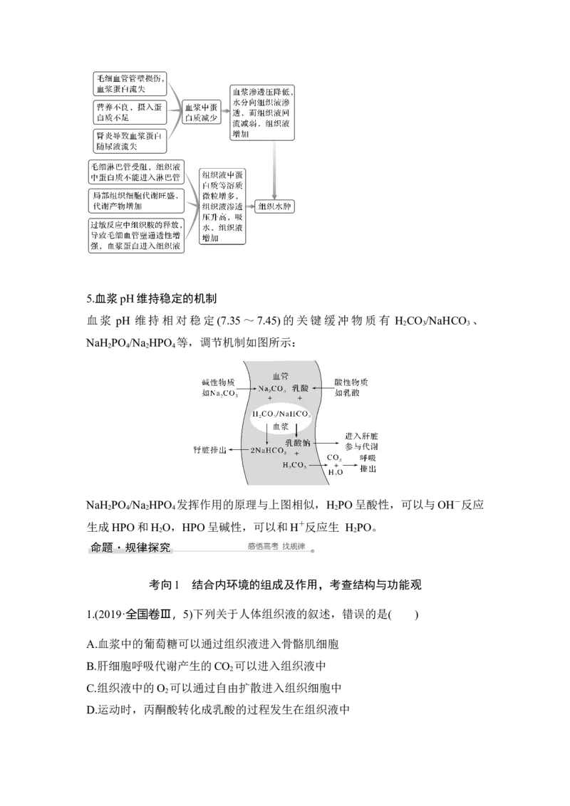 第22讲人体内环境稳态及实例_通用版（老高考）复习资料_2023年复习资料_一轮复习_2023年高考生物一轮复习讲义+课件（全国版）_2023年高考生物一轮复习讲义（全国版）_赠补充习题