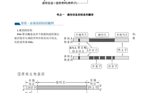第22讲基因的表达、基因与性状的关系（讲义）（学生版）_新高考复习资料_2024年新高考复习资料_一轮复习资料_完2024年高考生物一轮复习讲练测(课件+讲义+练习)（新高考）_讲义+练习