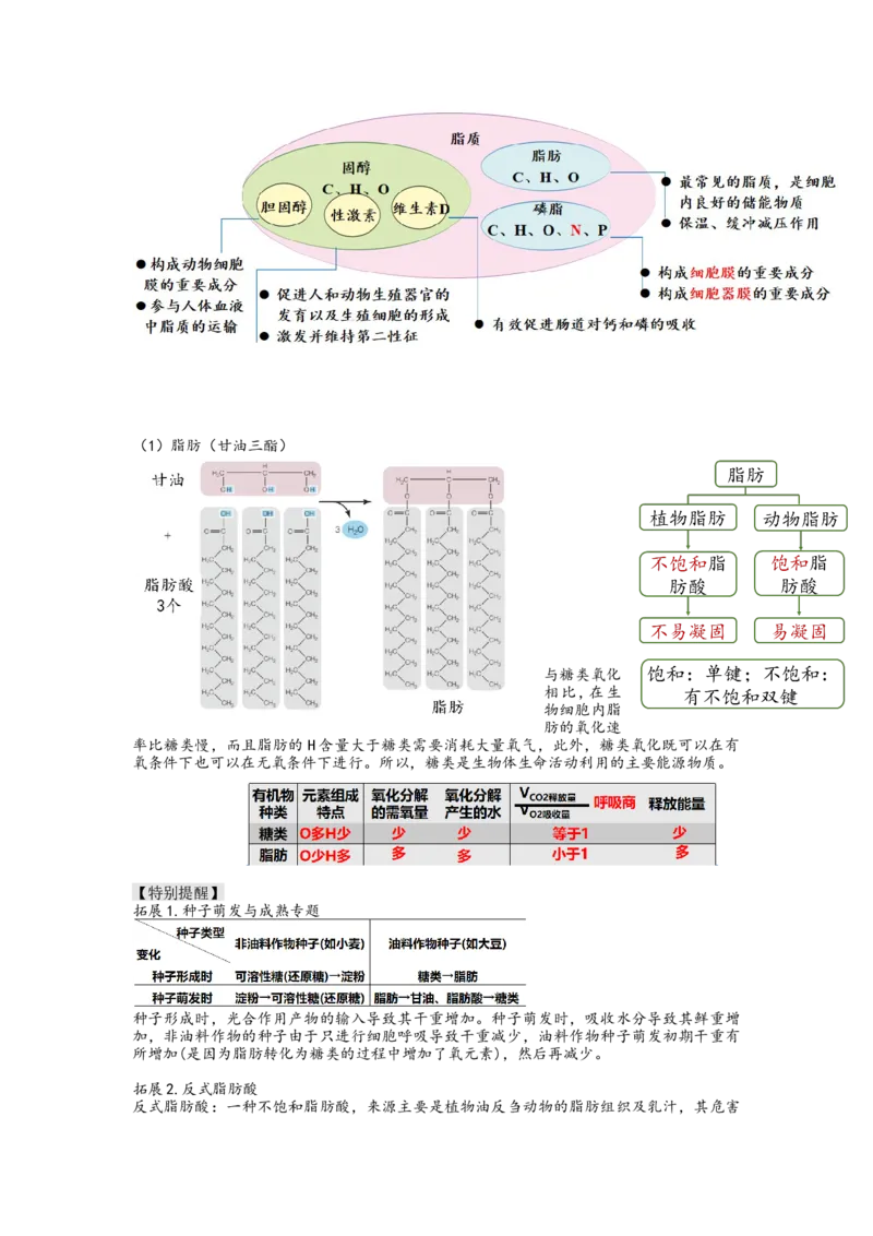第3讲糖类和脂质（讲义）（学生版）_新高考复习资料_2024年新高考复习资料_一轮复习资料_完2024年高考生物一轮复习讲练测(课件+讲义+练习)（新高考）_讲义+练习
