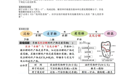 第3讲糖类和脂质（讲义）（学生版）_新高考复习资料_2024年新高考复习资料_一轮复习资料_完2024年高考生物一轮复习讲练测(课件+讲义+练习)（新高考）_讲义+练习