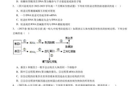 第22讲基因的表达、基因与性状的关系（练习）（原卷版）_新高考复习资料_2024年新高考复习资料_一轮复习资料_完2024年高考生物一轮复习讲练测(课件+讲义+练习)（新高考）_讲义+练习