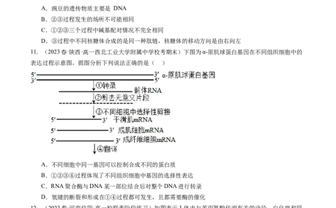 第22讲基因的表达、基因与性状的关系（练习）（原卷版）_新高考复习资料_2024年新高考复习资料_一轮复习资料_完2024年高考生物一轮复习讲练测(课件+讲义+练习)（新高考）_讲义+练习