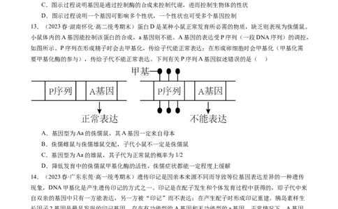 第22讲基因的表达、基因与性状的关系（练习）（原卷版）_新高考复习资料_2024年新高考复习资料_一轮复习资料_完2024年高考生物一轮复习讲练测(课件+讲义+练习)（新高考）_讲义+练习