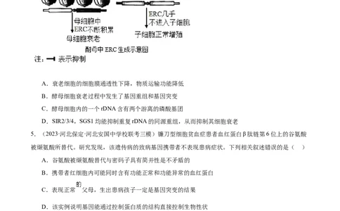 第1讲基因突变和基因重组（原卷版）_通用版（老高考）复习资料_2024年复习资料_完备战2024年高考生物一轮复习考点帮（全国通用）_专题八生物的变异和进化