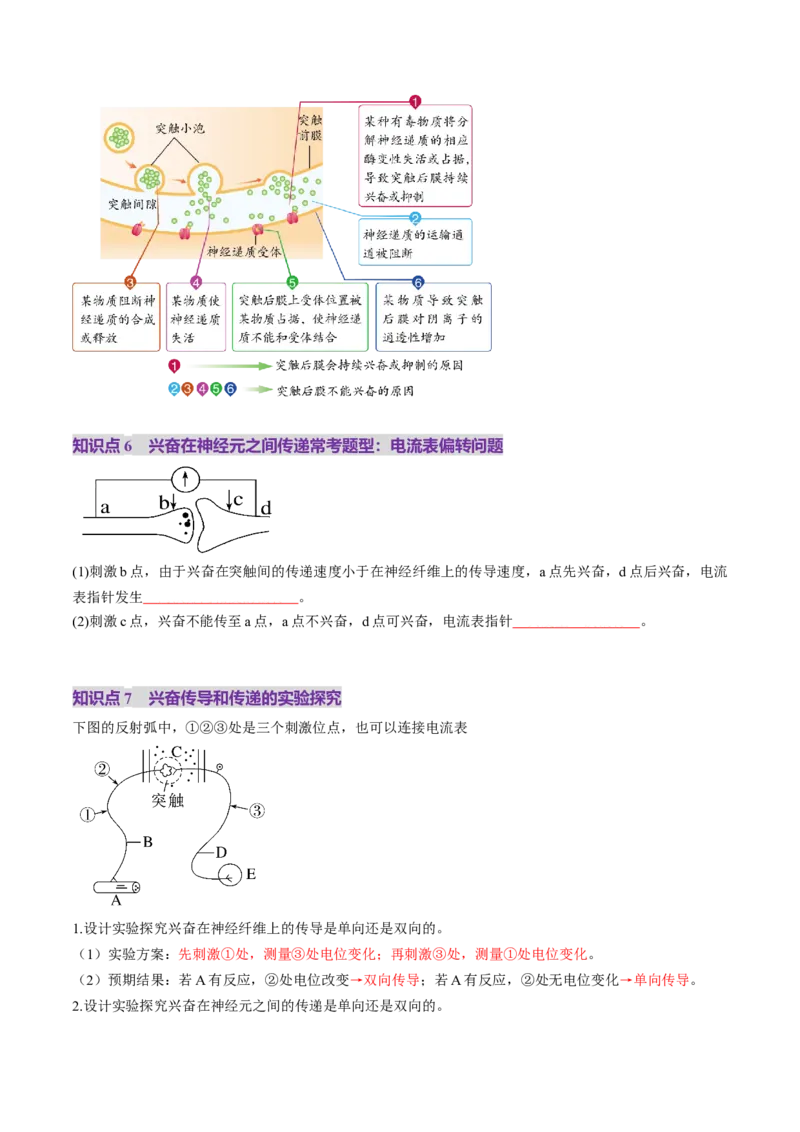 第25讲神经调节（第二课时，神经冲动的产生和传导、神经系统的分级调节和人脑的高级功能）（讲义）（原卷版）_2025年新高考资料_一轮复习