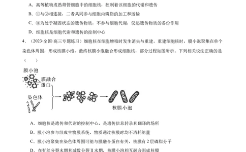第3讲细胞核的结构和功能（原卷版）_通用版（老高考）复习资料_2024年复习资料_完备战2024年高考生物一轮复习考点帮（全国通用）_专题三细胞的基本结构和物质的运输