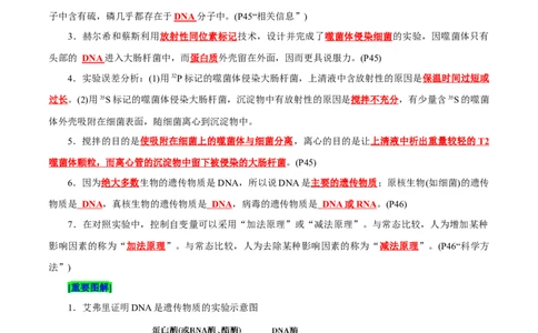 第3章基因的本质（背诵版）_2025年新高考资料_专项复习_晨读晚默备战2025年高考生物必背知识清单_第3章基因的本质-晨读晚默备战2025年高考生物必背知识清单