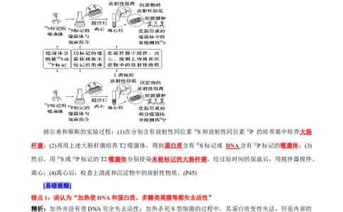 第3章基因的本质（背诵版）_2025年新高考资料_专项复习_晨读晚默备战2025年高考生物必背知识清单_第3章基因的本质-晨读晚默备战2025年高考生物必背知识清单