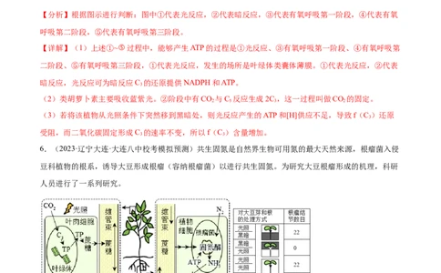 第4讲光与光合作用（解析版）_通用版（老高考）复习资料_2024年复习资料_完备战2024年高考生物一轮复习考点帮（全国通用）_专题四细胞的能量供应和利用