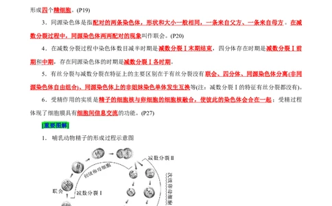 第2章基因和染色体的关系（背诵版）_2025年新高考资料_专项复习_晨读晚默备战2025年高考生物必背知识清单_第2章基因和染色体的关系-晨读晚默备战2025年高考生物必背知识清单