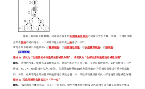 第2章基因和染色体的关系（背诵版）_2025年新高考资料_专项复习_晨读晚默备战2025年高考生物必背知识清单_第2章基因和染色体的关系-晨读晚默备战2025年高考生物必背知识清单