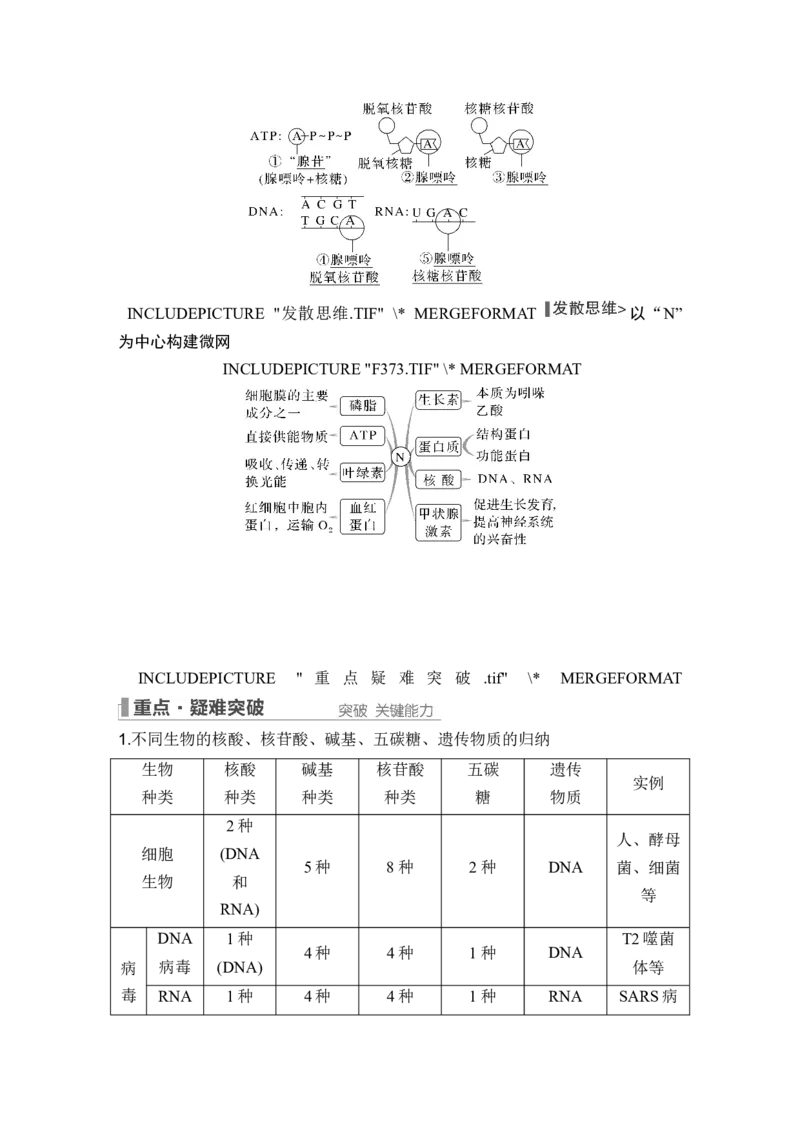 第3讲蛋白质和核酸_新高考复习资料_2024年新高考复习资料_一轮复习资料_完2024生物步步高大一轮复习（课件+讲义）_2024年高考生物一轮复习讲义（新人教版）_另附1套Word版题库_必修1