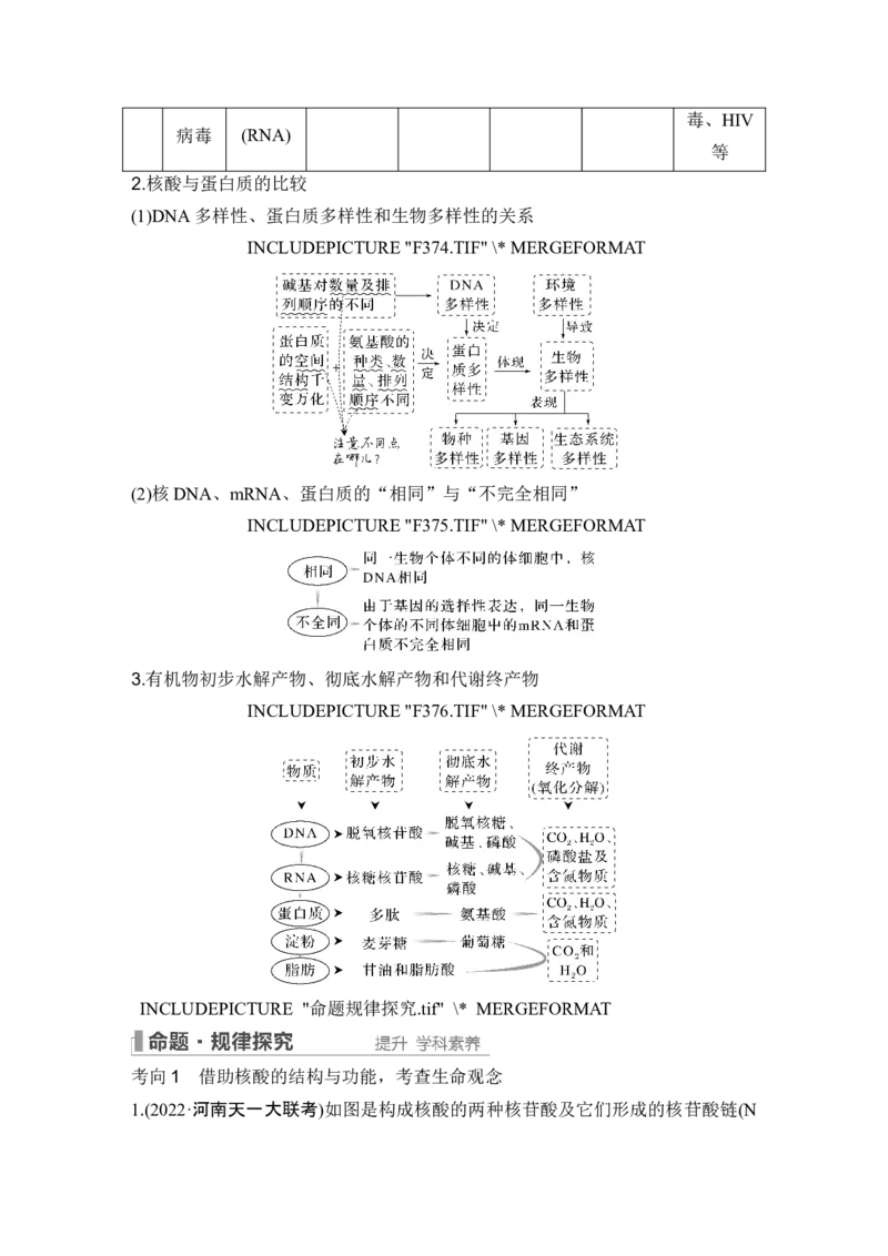 第3讲蛋白质和核酸_新高考复习资料_2024年新高考复习资料_一轮复习资料_完2024生物步步高大一轮复习（课件+讲义）_2024年高考生物一轮复习讲义（新人教版）_另附1套Word版题库_必修1