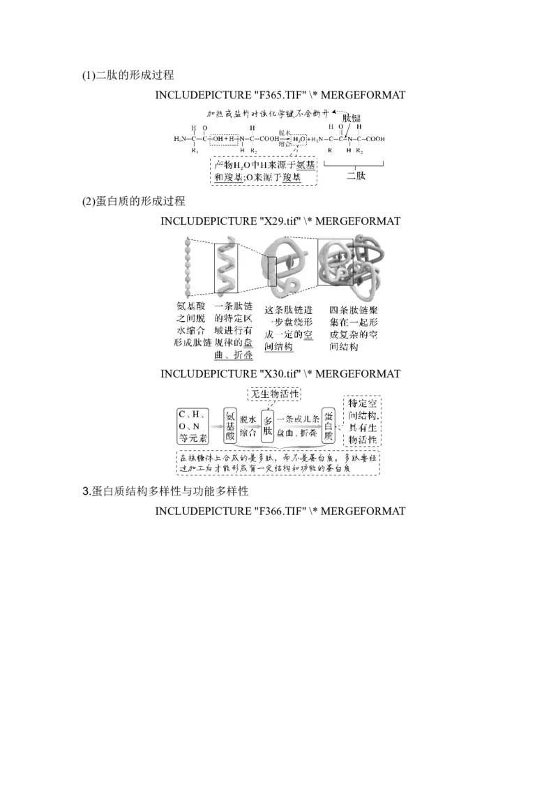 第3讲蛋白质和核酸_新高考复习资料_2024年新高考复习资料_一轮复习资料_完2024生物步步高大一轮复习（课件+讲义）_2024年高考生物一轮复习讲义（新人教版）_另附1套Word版题库_必修1