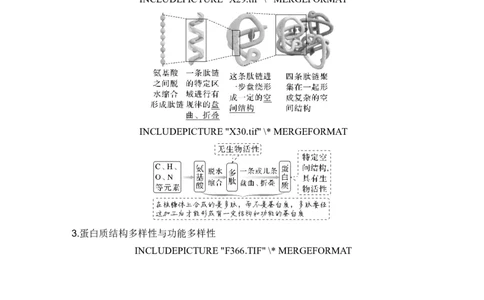 第3讲蛋白质和核酸_新高考复习资料_2024年新高考复习资料_一轮复习资料_完2024生物步步高大一轮复习（课件+讲义）_2024年高考生物一轮复习讲义（新人教版）_另附1套Word版题库_必修1