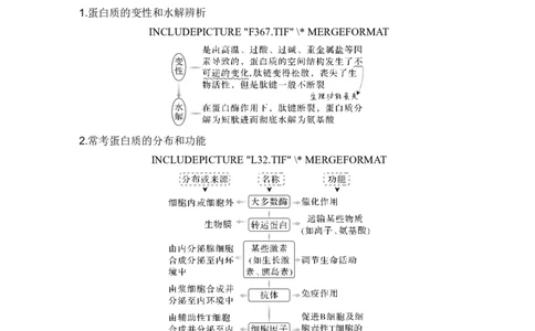 第3讲蛋白质和核酸_新高考复习资料_2024年新高考复习资料_一轮复习资料_完2024生物步步高大一轮复习（课件+讲义）_2024年高考生物一轮复习讲义（新人教版）_另附1套Word版题库_必修1