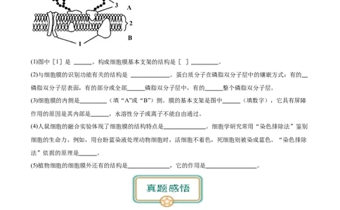 第1讲细胞膜的结构和功能（原卷版）_通用版（老高考）复习资料_2024年复习资料_完备战2024年高考生物一轮复习考点帮（全国通用）_专题三细胞的基本结构和物质的运输