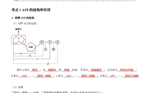 第3讲酶和ATP（讲练）（解析版）_新高考复习资料_2023年新高考复习资料_二轮复习_2023年高考生物二轮复习讲练测（新教材专用）